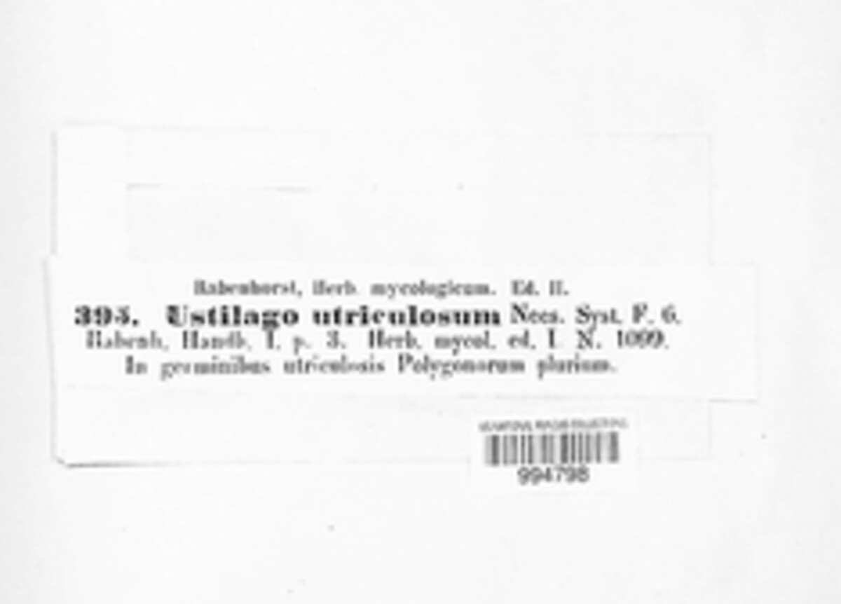 Ustilago utriculorum image